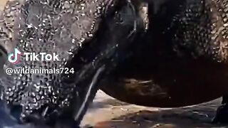 full video 350
