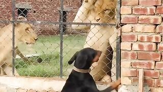 full video watching 96