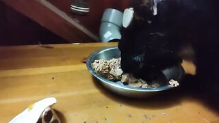 Rescue Cat, Pafos, has dinner.