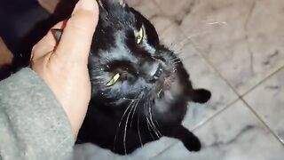 Rescue Cat, Pafos, injections kicking in, attacks Benny the Ball.