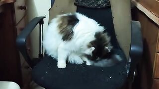 Rescue Cat, Pafos, a difficult night.