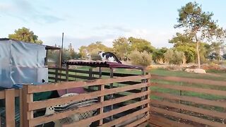 Rescue Cat, Mousey Tongue, bullying Simba with other recidivists.