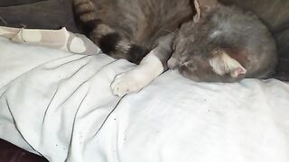 Rescue Cat, Grey Grey , finds somewhere safe and comfy.