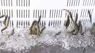 Catching Small fish!!