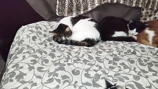 Rescue Cats early afternoon siesta.