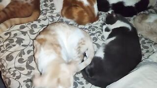 Busy tonight in the Rescue Cat bed stealing world.