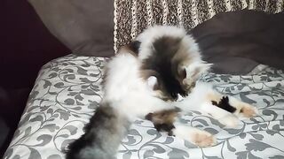 Rescue Cat, Mr Chops doing his Bedtime grooming