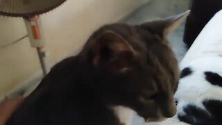 Rescue cats get sick.