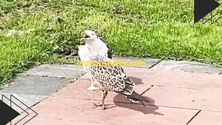Kucingnya pasrah banget dibedakin sama anak majikannya