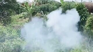 Video Kawanan Gajah Masuk Permukiman Warga Lampung, Diusir dengan Kembang Api