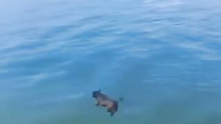 Animaux drôles 8