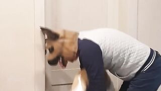 Tanya help a big fat shaggy dog