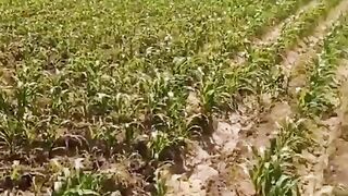 Corn Farming