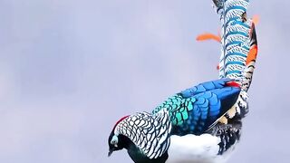 Wonderful Peasant Bird