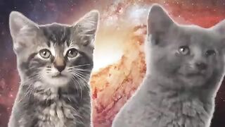 Cats Funny Music