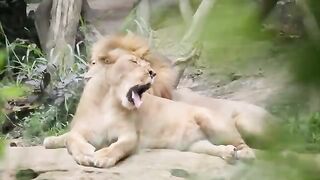 Animals Kingdom
