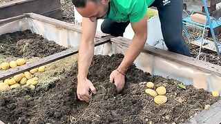 ГРАДСКО ЗЕМЕДЕЛИЕ - КАРТОФИ