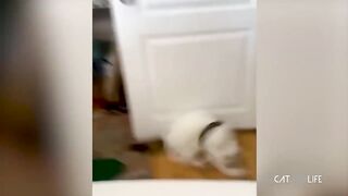 Compilation de chats drôles