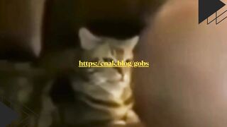 Kucing ini serius banget ngajarin anak kecil berhitung!