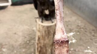Burung pemakan tulang