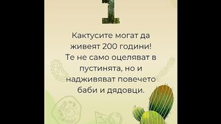 КАКТУСИТЕ