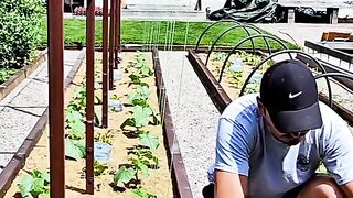 МУЛЧИРАНЕ НА КРАСТАВИЦИ