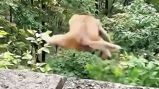 Monkey Funny Video 3