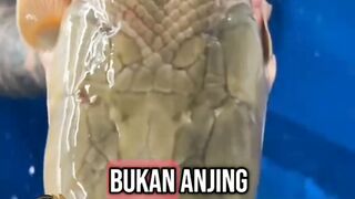 Ini naga apa ikan ?