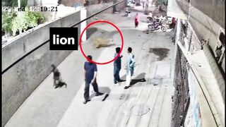 Lions Punjab Wildlife Department cracks down,