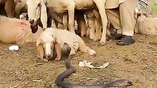 raajnaagaurship(360p).mp4