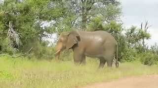 Funny Elephant