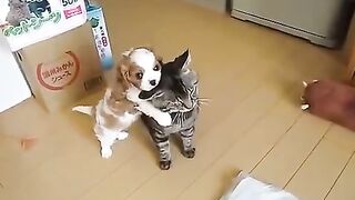 Baby Dog  Cat at Home