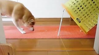 Lovely Funny Dog at Home