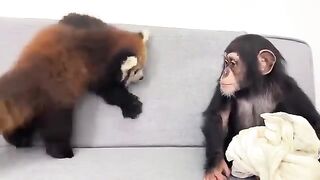 Funny Monkeys at Home