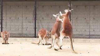 Kangaroos Fighting