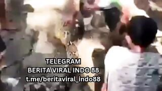 Petani Ditelan Ular Piton Sepanjang 5 Meter