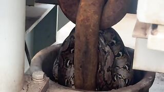 Snake in a shop