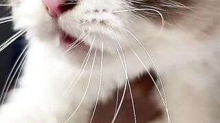 Funny cat 327