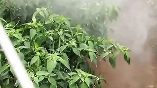 СТОП НА ПЕСТИЦИДИТЕ - НА АНГЛИЙСКИ