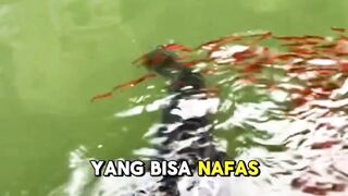 IKAN TERGANAS SE ASIA