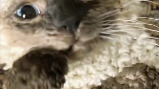 Kucing Rajut Lucu