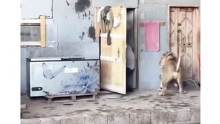 Aggresie lion