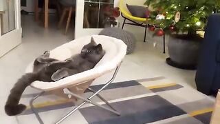Black Cat Watching Tv