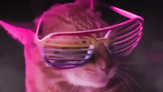 Funny Cat Music