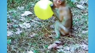 Kaget pas pecahnya - Adobet88