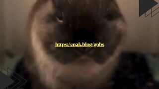 Bapak kucing ini tega banget! Gak ngakuin anaknya sendiri cuma karena bau  Drama keluarga makin panas gara-gara aroma!