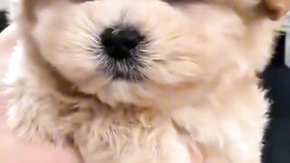 Cute dog video 4