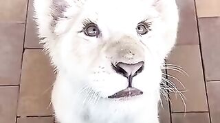 White lion video