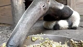 Hewan Ini Makan  Semut Sehari  Tapi Nggak Punya Gigi!