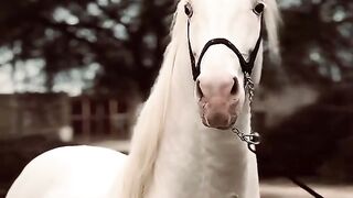 Horse 21